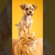 Puppy Play On Maine Coon Cat’s Head Will Melt You