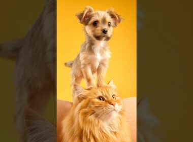 Puppy Play On Maine Coon Cat’s Head Will Melt You