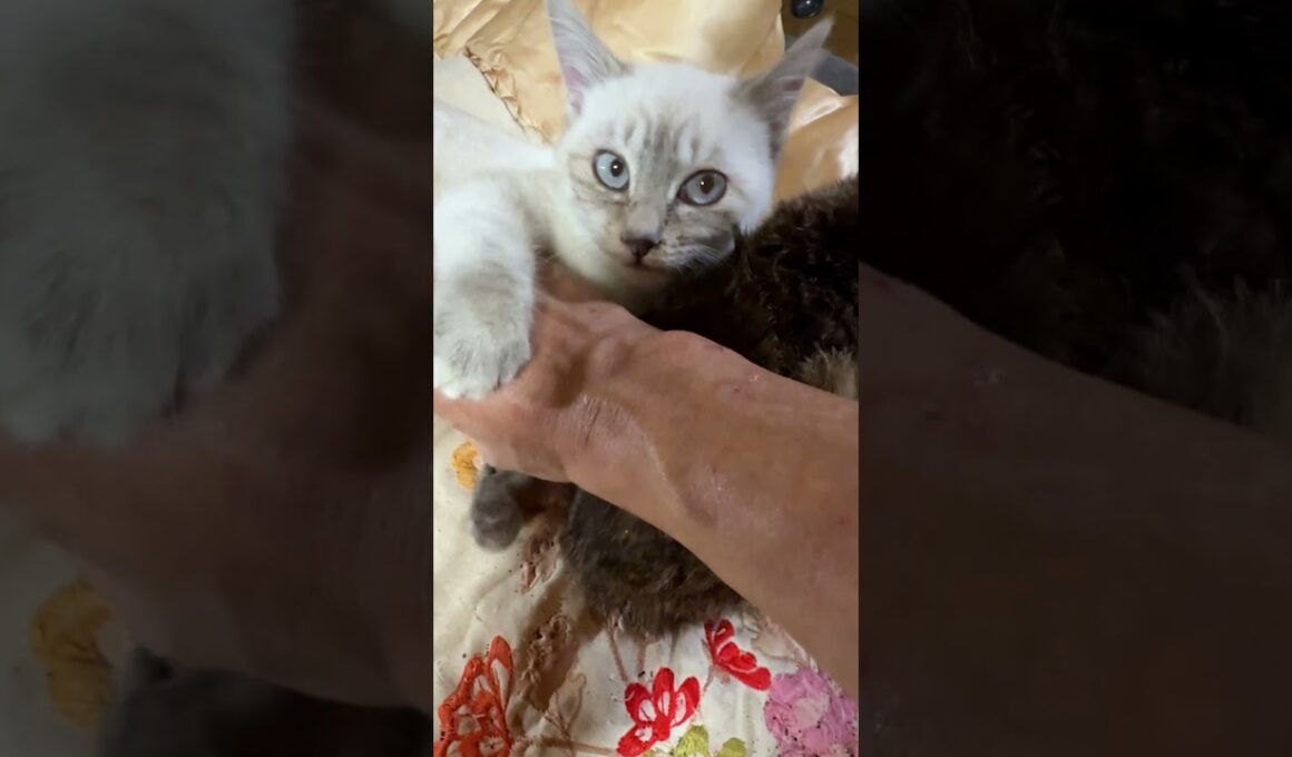 キジシロのルルが、ホント大好きだね、シャムの子ネコ雫ちゃん