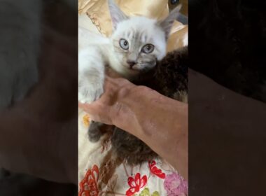 キジシロのルルが、ホント大好きだね、シャムの子ネコ雫ちゃん