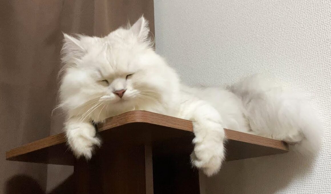 大雨にビビり情緒不安定になるモフ猫【ペルシャ猫 チンチラシルバー】