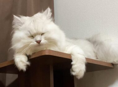 大雨にビビり情緒不安定になるモフ猫【ペルシャ猫 チンチラシルバー】