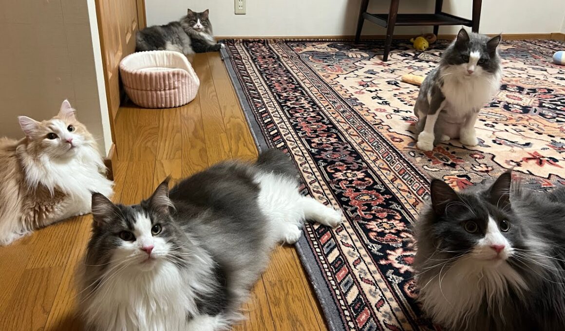 【もふ猫探検隊‼︎】無事に帰還したもふ猫たち♪ノルウェージャンフォレストキャットとターキッシュアンゴラ