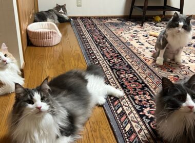 【もふ猫探検隊‼︎】無事に帰還したもふ猫たち♪ノルウェージャンフォレストキャットとターキッシュアンゴラ