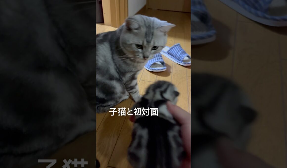 子猫が気になるパパ猫#アメショ#アメリカンショートヘア#子猫#猫の日常#cat#cats