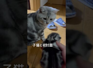 子猫が気になるパパ猫#アメショ#アメリカンショートヘア#子猫#猫の日常#cat#cats