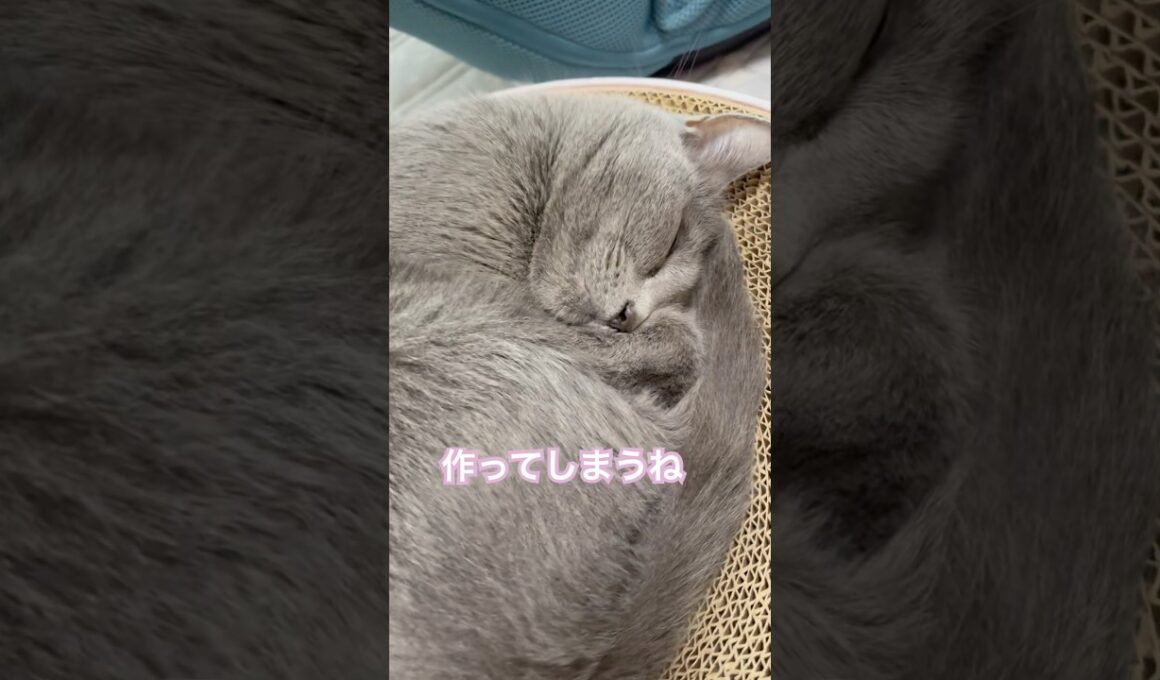 あのね大好きだよ❤️ #猫 #ロシアンブルー #shorts