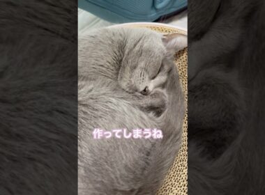 あのね大好きだよ❤️ #猫 #ロシアンブルー #shorts