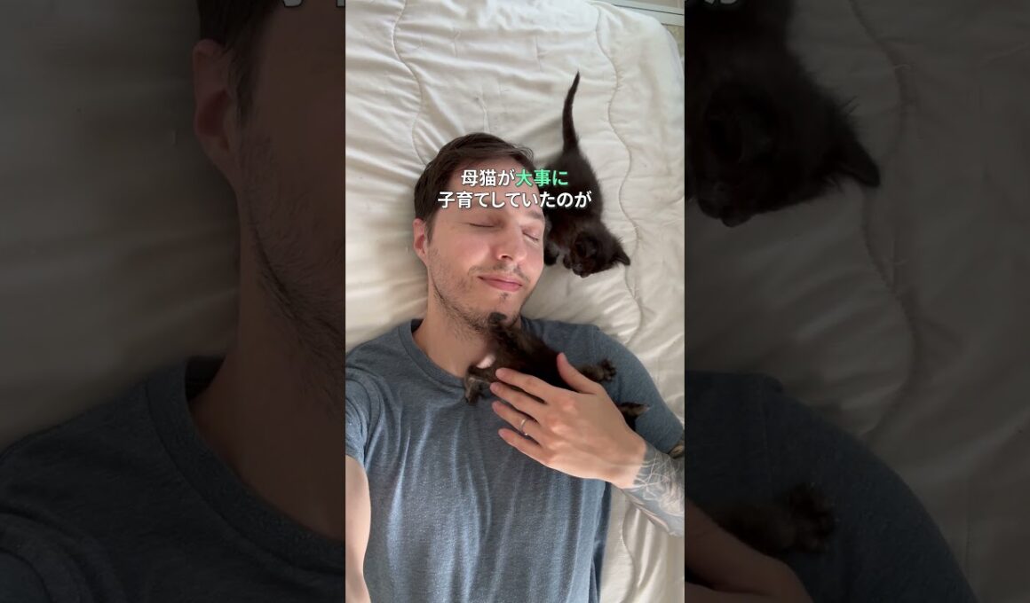 放棄された子猫が幸せを掴む