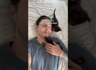 放棄された子猫が幸せを掴む