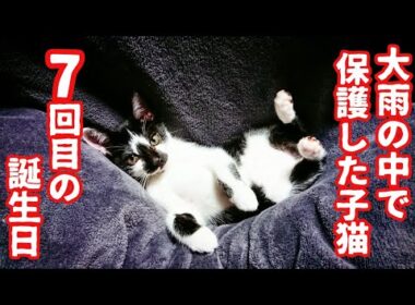 豪雨の中保護したはちわれ子猫の7回目のうちの子記念日