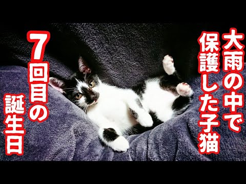 豪雨の中保護したはちわれ子猫の7回目のうちの子記念日