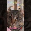 本当の姿にゃ❗#アメリカンカール#保護猫#ai猫