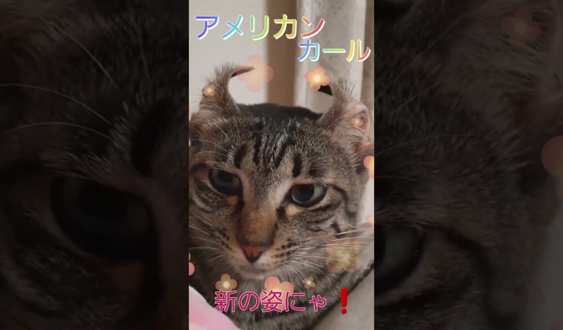 本当の姿にゃ❗#アメリカンカール#保護猫#ai猫