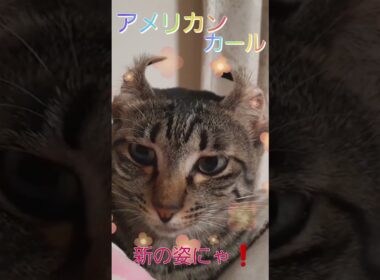 本当の姿にゃ❗#アメリカンカール#保護猫#ai猫