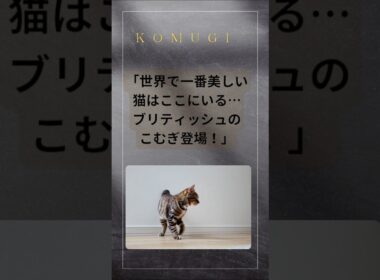 ブリティッシュショートヘアーのこむぎは美しい!　 #ブリティッシュショートヘア #美しい猫