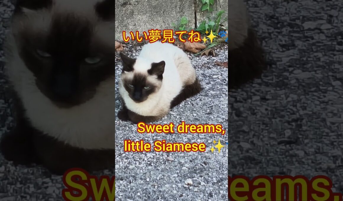 小さなシャム猫のお昼寝 💕 | Nap Time Siamese Cat #Shorts