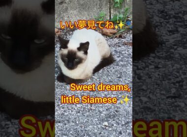 小さなシャム猫のお昼寝 💕 | Nap Time Siamese Cat #Shorts