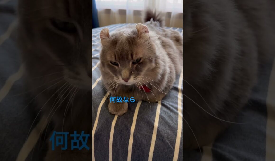 猫動画 #shorts わたし待つわ 曲に合わせて #アメリカンカール 里親募集で迎え入れた猫の毎日
