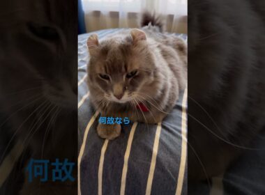 猫動画 #shorts わたし待つわ 曲に合わせて #アメリカンカール 里親募集で迎え入れた猫の毎日