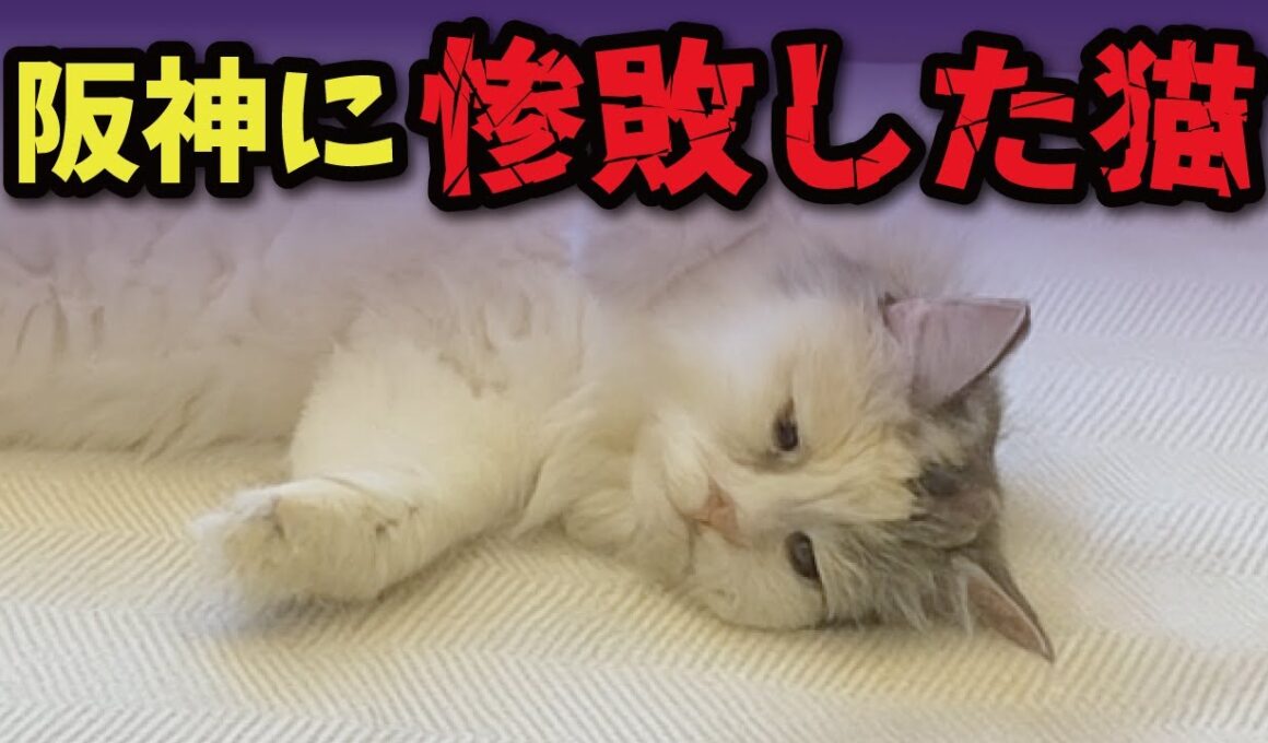阪神が優勝したらウチの猫がこうなってしまいました…【関西弁でしゃべる猫】【猫アテレコ】