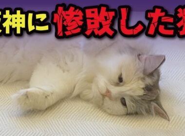 阪神が優勝したらウチの猫がこうなってしまいました…【関西弁でしゃべる猫】【猫アテレコ】