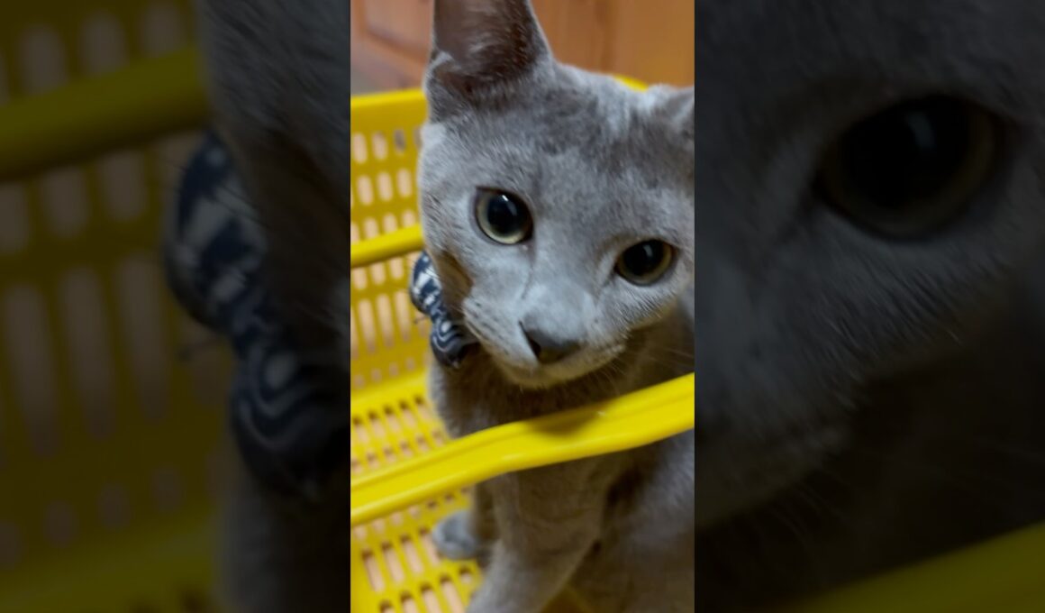 猫アレルギーと新しい仔猫の生活33日目『カゴ』#shorts #ロシアンブルー #猫