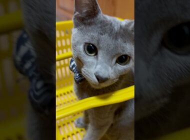 猫アレルギーと新しい仔猫の生活33日目『カゴ』#shorts #ロシアンブルー #猫