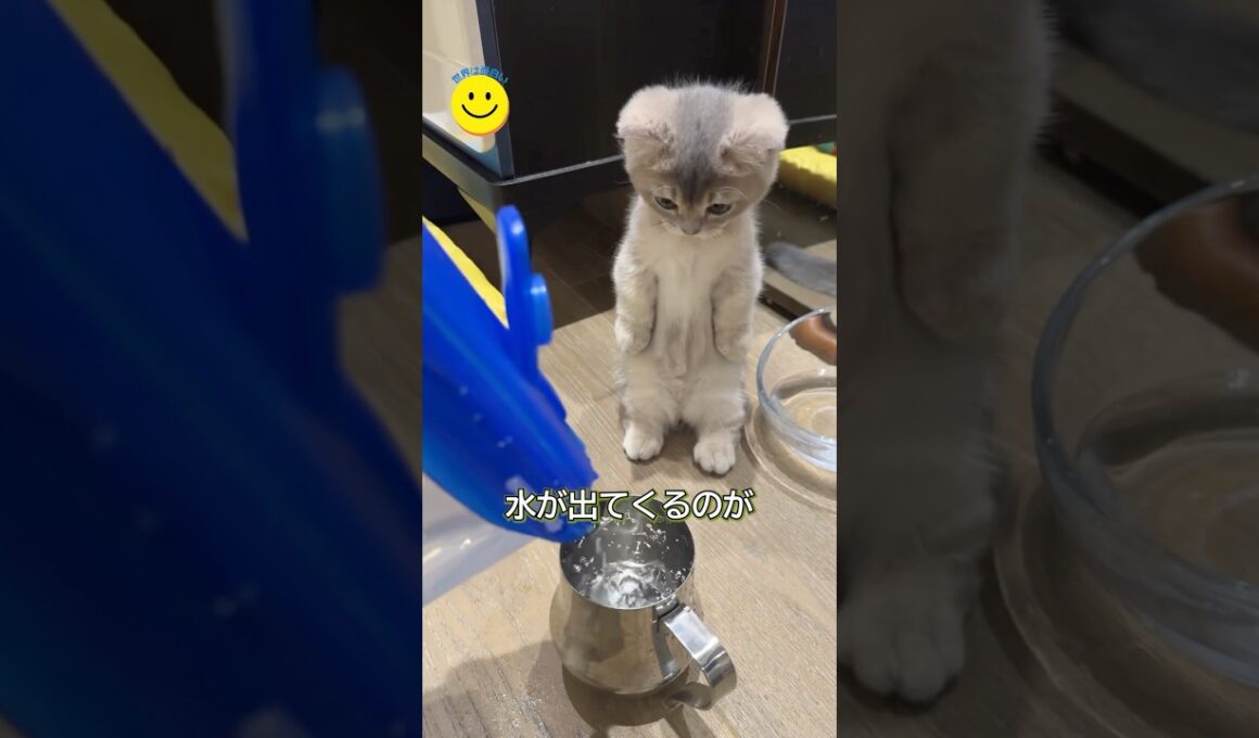 予想外すぎる子猫の行動