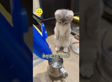 予想外すぎる子猫の行動