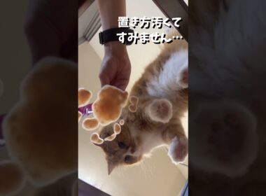 期待をやすやすと裏切るねこ #cat #ねこのいる暮らし #ねこ