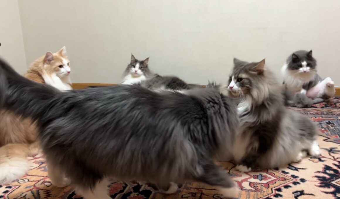【もふ猫探検隊‼︎】ベテラン隊員に憧れる新米隊員の物語wwwノルウェージャンフォレストキャットとターキッシュアンゴラ