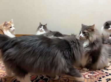 【もふ猫探検隊‼︎】ベテラン隊員に憧れる新米隊員の物語wwwノルウェージャンフォレストキャットとターキッシュアンゴラ