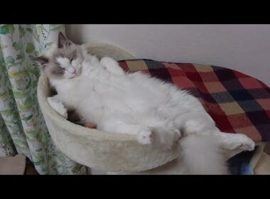 ラグドールを見ながら寝落ちしませんか？⑪無人癒しライブ＃癒し【ループ】#cat#癒し