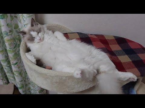 ラグドールを見ながら寝落ちしませんか？⑪無人癒しライブ＃癒し【ループ】#cat#癒し