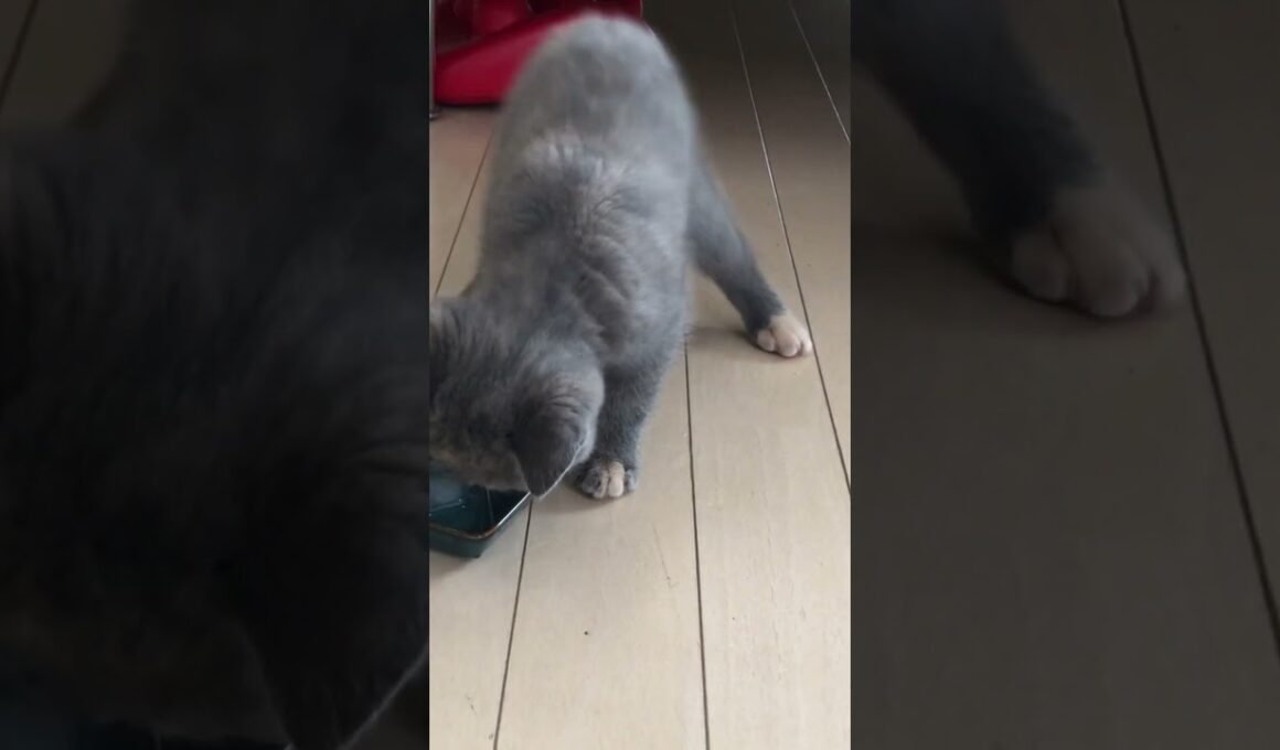 破壊力すごい子猫のジャンプ力♥️ #ブリティッシュショートヘアー #britishshorthair #cat #猫 #gatos #ブリのうずめ #cute #funny #kitten