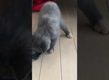 破壊力すごい子猫のジャンプ力♥️ #ブリティッシュショートヘアー #britishshorthair #cat #猫 #gatos #ブリのうずめ #cute #funny #kitten