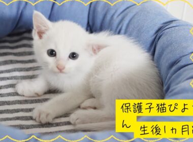 保護子猫ぴよちゃんまとめ2（迎えて4日目）#猫 #cat #kitten #子猫 #白猫 #保護猫
