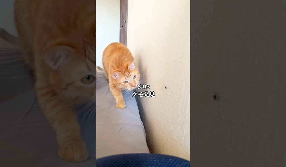 世界一可愛いと言われた猫がクモを見つけた1日 #cat #子ネコ #ネコ
