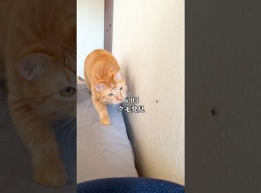 世界一可愛いと言われた猫がクモを見つけた1日 #cat #子ネコ #ネコ