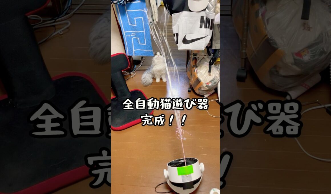 全自動猫じゃらし、失敗 #マンチカン #メインクーン