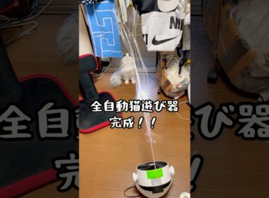 全自動猫じゃらし、失敗 #マンチカン #メインクーン