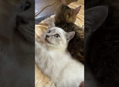キジシロ子ネコ来夢に背中合わせで寄り添うシャムの子ネコ雫