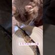 お魚天国 #ねこ動画 #アメリカンカール #catshorts