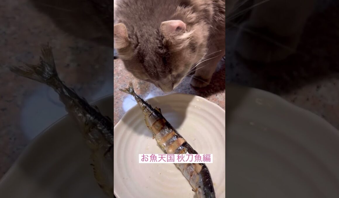 お魚天国 #ねこ動画 #アメリカンカール #catshorts