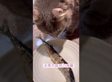お魚天国 #ねこ動画 #アメリカンカール #catshorts