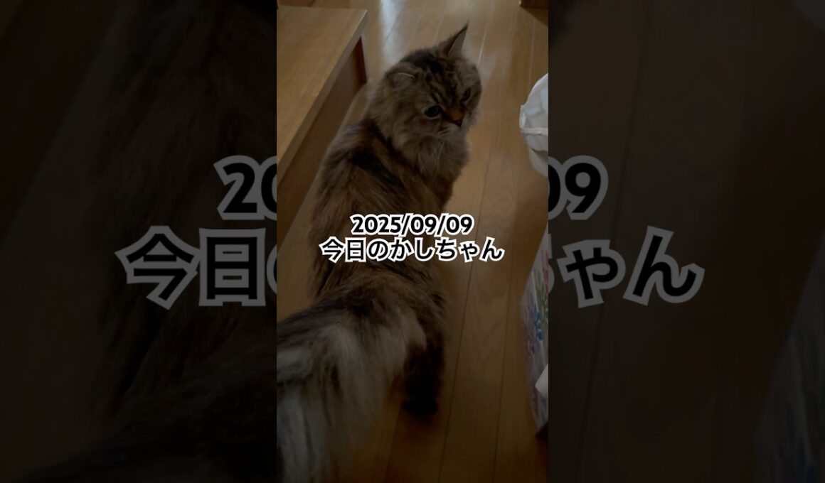 2025/09/09今日のかしちゃん #猫 #ペルシャ #カシス #cat #猫のいる暮らし