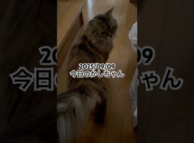 2025/09/09今日のかしちゃん #猫 #ペルシャ #カシス #cat #猫のいる暮らし