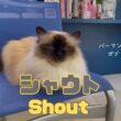 バーマン猫ガブ【シャウト】Shout（バーマン猫）Birman/Cat