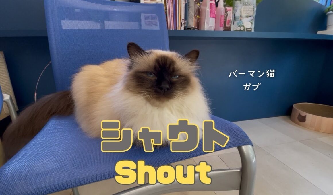 バーマン猫ガブ【シャウト】Shout（バーマン猫）Birman/Cat